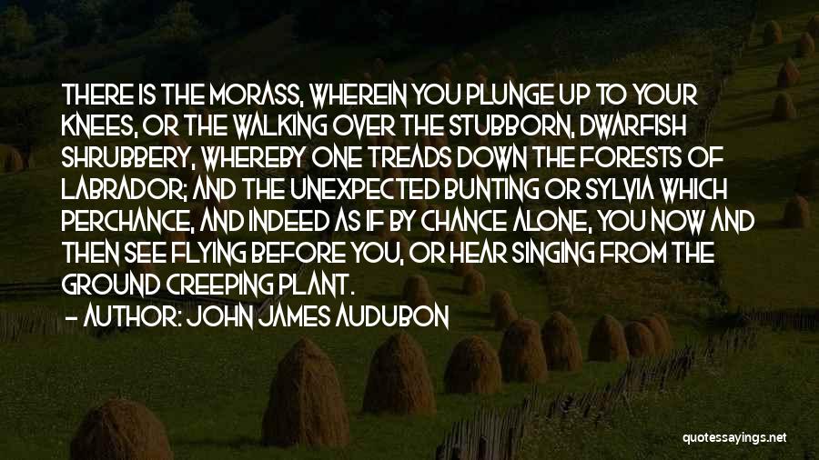 John James Audubon Quotes: There Is The Morass, Wherein You Plunge Up To Your Knees, Or The Walking Over The Stubborn, Dwarfish Shrubbery, Whereby