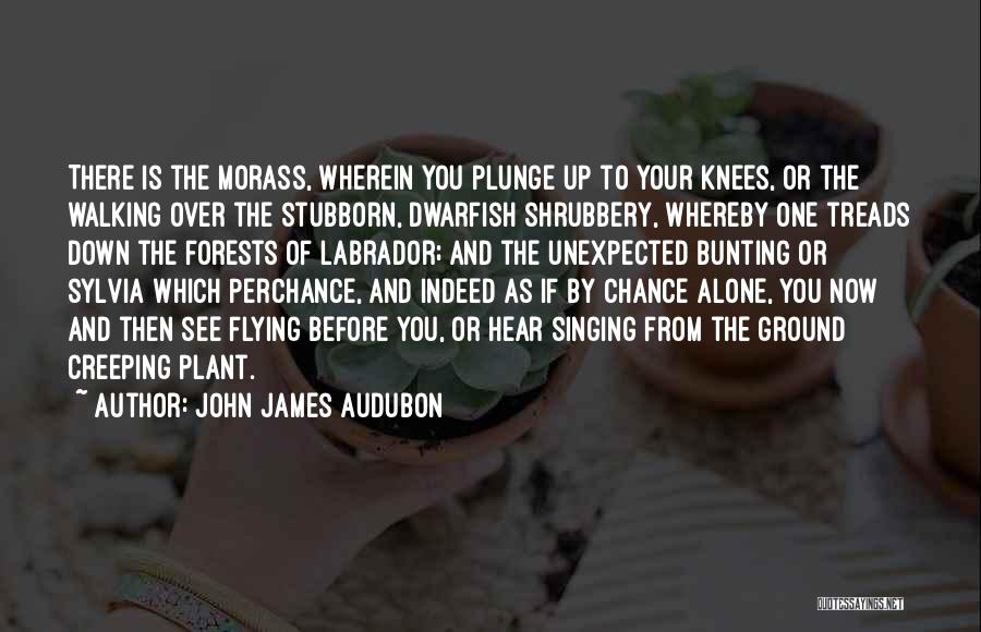 John James Audubon Quotes: There Is The Morass, Wherein You Plunge Up To Your Knees, Or The Walking Over The Stubborn, Dwarfish Shrubbery, Whereby