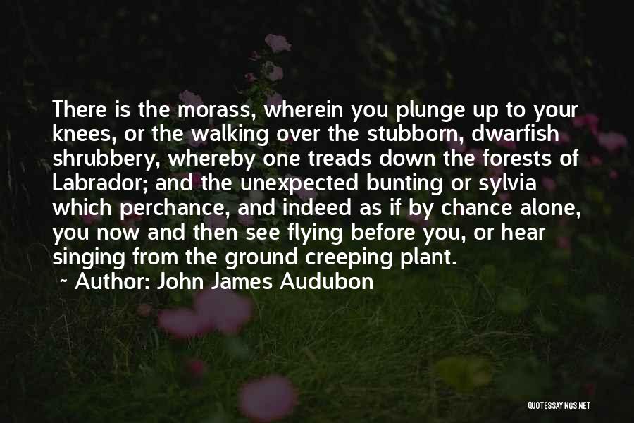 John James Audubon Quotes: There Is The Morass, Wherein You Plunge Up To Your Knees, Or The Walking Over The Stubborn, Dwarfish Shrubbery, Whereby