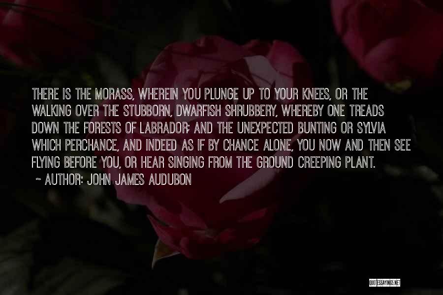 John James Audubon Quotes: There Is The Morass, Wherein You Plunge Up To Your Knees, Or The Walking Over The Stubborn, Dwarfish Shrubbery, Whereby