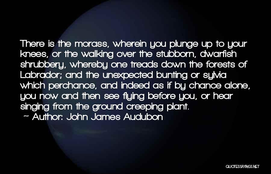 John James Audubon Quotes: There Is The Morass, Wherein You Plunge Up To Your Knees, Or The Walking Over The Stubborn, Dwarfish Shrubbery, Whereby