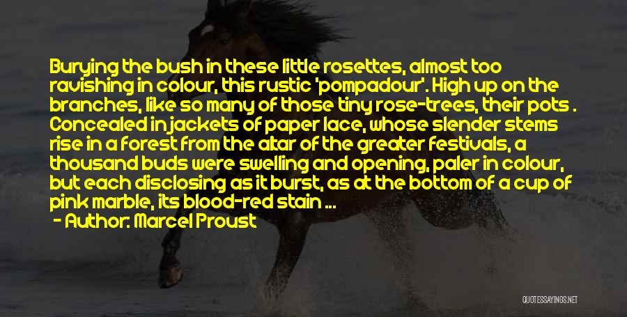 Marcel Proust Quotes: Burying The Bush In These Little Rosettes, Almost Too Ravishing In Colour, This Rustic 'pompadour'. High Up On The Branches,