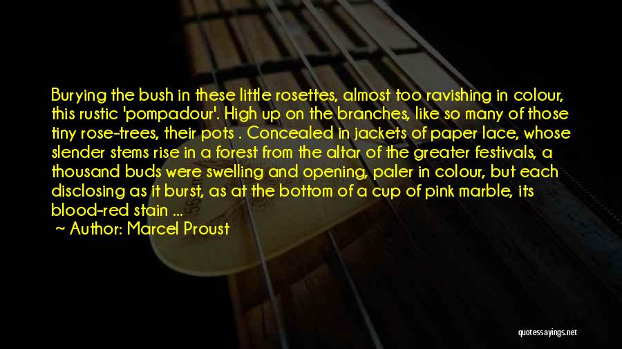 Marcel Proust Quotes: Burying The Bush In These Little Rosettes, Almost Too Ravishing In Colour, This Rustic 'pompadour'. High Up On The Branches,