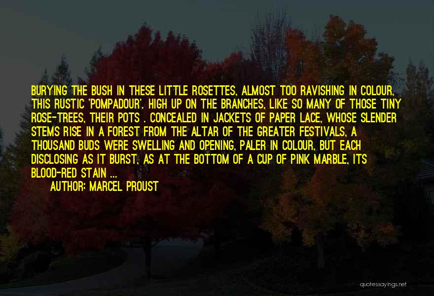 Marcel Proust Quotes: Burying The Bush In These Little Rosettes, Almost Too Ravishing In Colour, This Rustic 'pompadour'. High Up On The Branches,