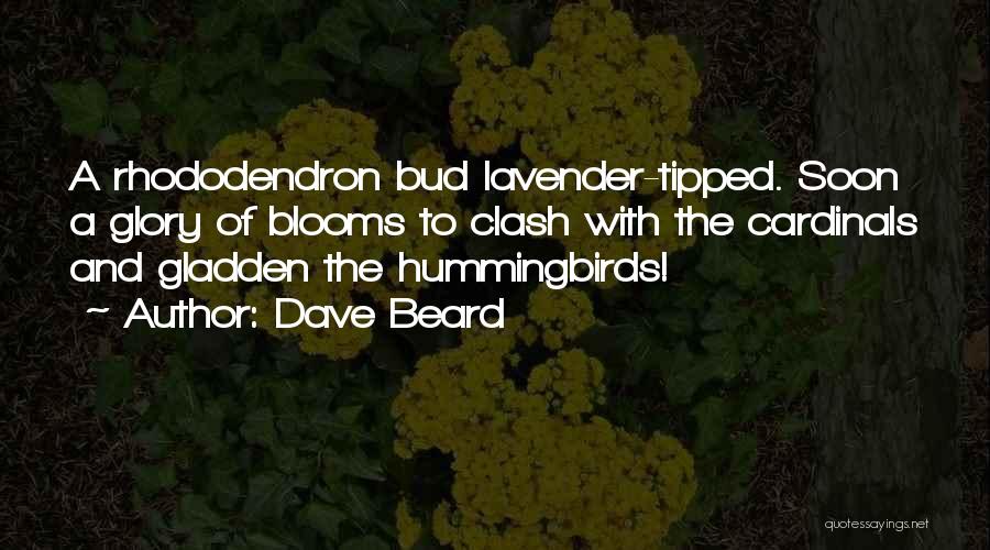 Dave Beard Quotes: A Rhododendron Bud Lavender-tipped. Soon A Glory Of Blooms To Clash With The Cardinals And Gladden The Hummingbirds!