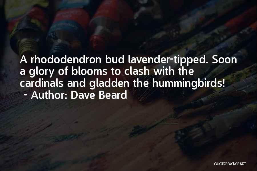 Dave Beard Quotes: A Rhododendron Bud Lavender-tipped. Soon A Glory Of Blooms To Clash With The Cardinals And Gladden The Hummingbirds!