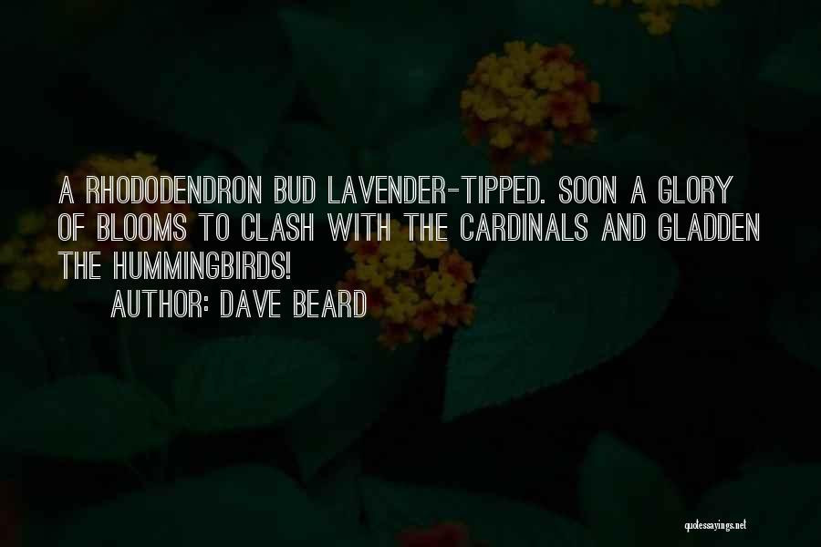 Dave Beard Quotes: A Rhododendron Bud Lavender-tipped. Soon A Glory Of Blooms To Clash With The Cardinals And Gladden The Hummingbirds!