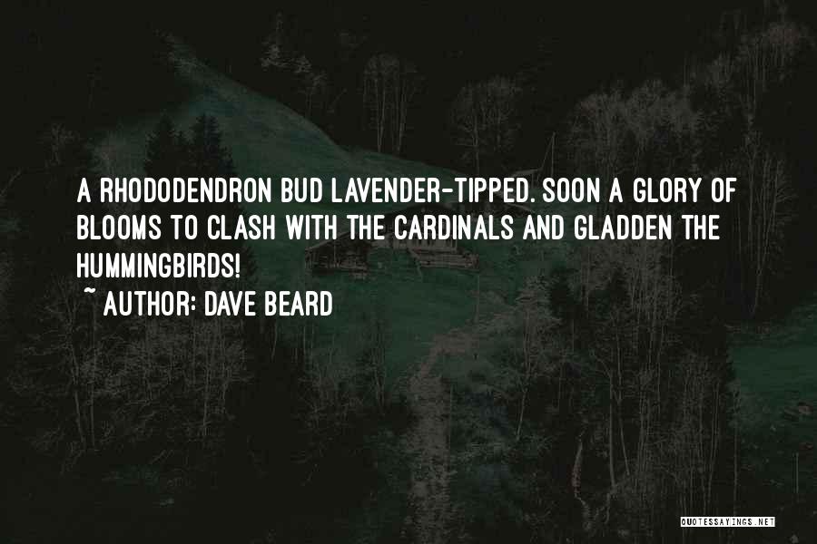 Dave Beard Quotes: A Rhododendron Bud Lavender-tipped. Soon A Glory Of Blooms To Clash With The Cardinals And Gladden The Hummingbirds!