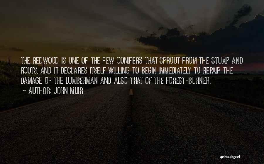 John Muir Quotes: The Redwood Is One Of The Few Conifers That Sprout From The Stump And Roots, And It Declares Itself Willing