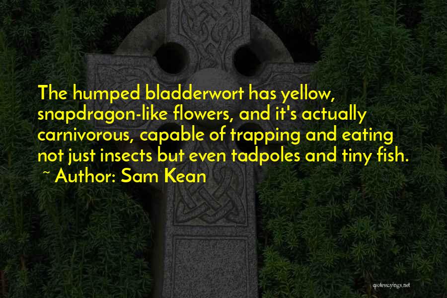 Sam Kean Quotes: The Humped Bladderwort Has Yellow, Snapdragon-like Flowers, And It's Actually Carnivorous, Capable Of Trapping And Eating Not Just Insects But