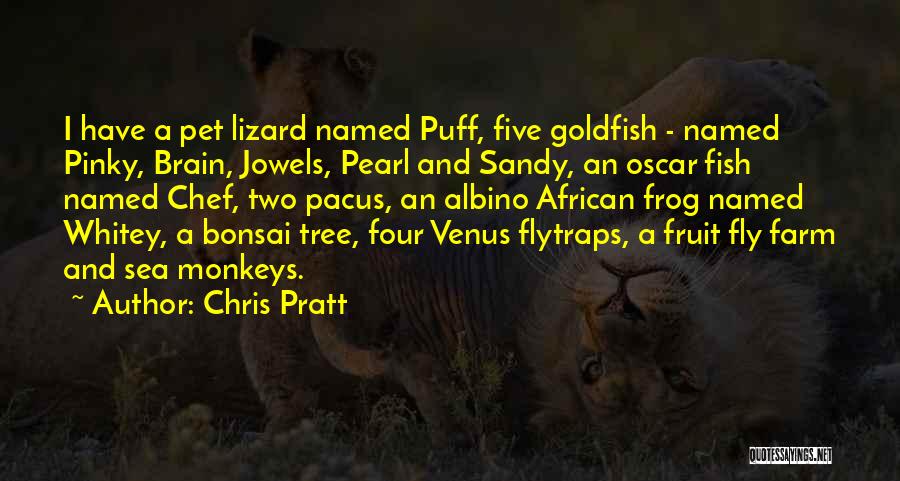 Chris Pratt Quotes: I Have A Pet Lizard Named Puff, Five Goldfish - Named Pinky, Brain, Jowels, Pearl And Sandy, An Oscar Fish