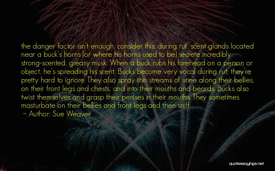 Sue Weaver Quotes: The Danger Factor Isn't Enough, Consider This: During Rut, Scent Glands Located Near A Buck's Horns (or Where His Horns