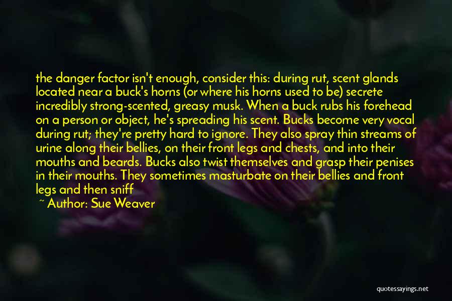 Sue Weaver Quotes: The Danger Factor Isn't Enough, Consider This: During Rut, Scent Glands Located Near A Buck's Horns (or Where His Horns