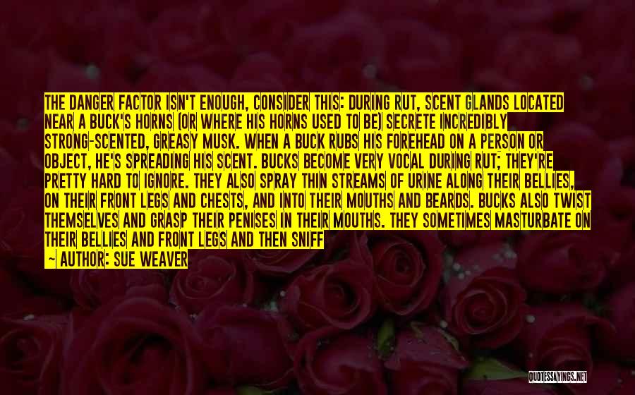 Sue Weaver Quotes: The Danger Factor Isn't Enough, Consider This: During Rut, Scent Glands Located Near A Buck's Horns (or Where His Horns