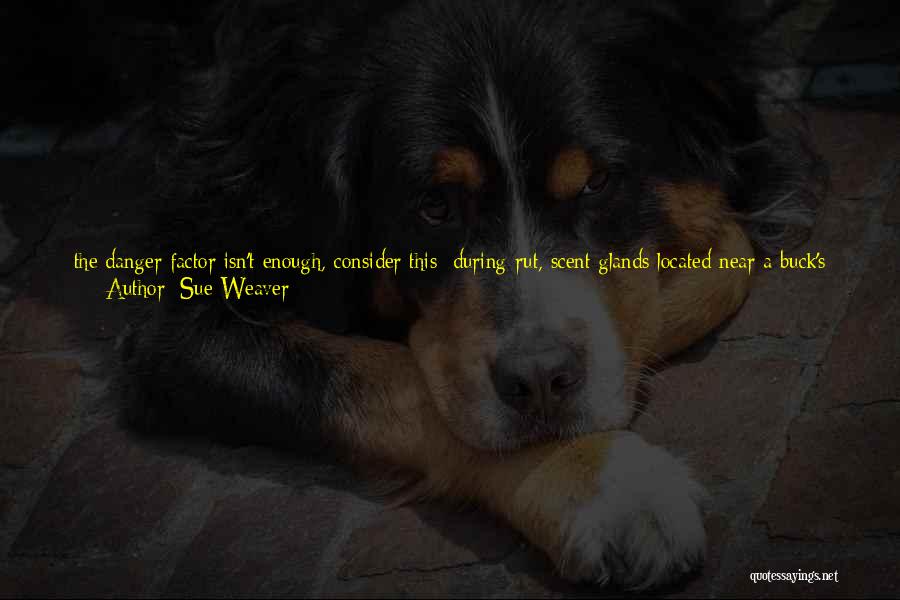 Sue Weaver Quotes: The Danger Factor Isn't Enough, Consider This: During Rut, Scent Glands Located Near A Buck's Horns (or Where His Horns