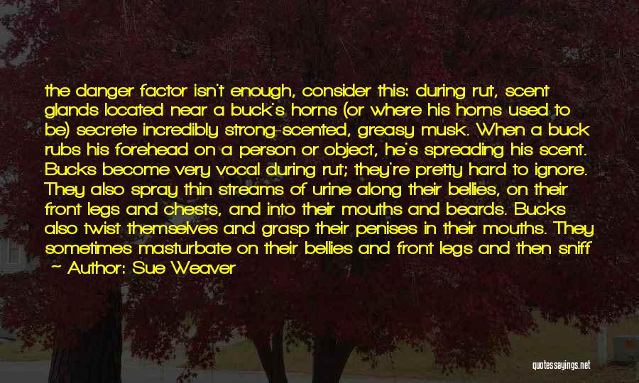 Sue Weaver Quotes: The Danger Factor Isn't Enough, Consider This: During Rut, Scent Glands Located Near A Buck's Horns (or Where His Horns