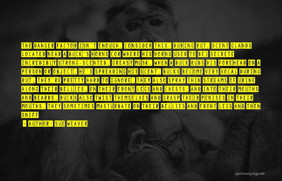 Sue Weaver Quotes: The Danger Factor Isn't Enough, Consider This: During Rut, Scent Glands Located Near A Buck's Horns (or Where His Horns