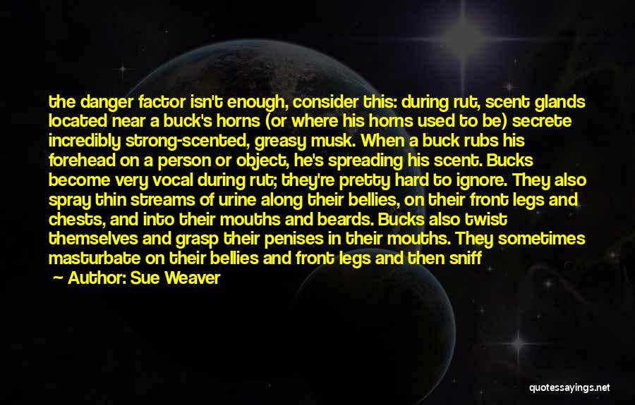 Sue Weaver Quotes: The Danger Factor Isn't Enough, Consider This: During Rut, Scent Glands Located Near A Buck's Horns (or Where His Horns
