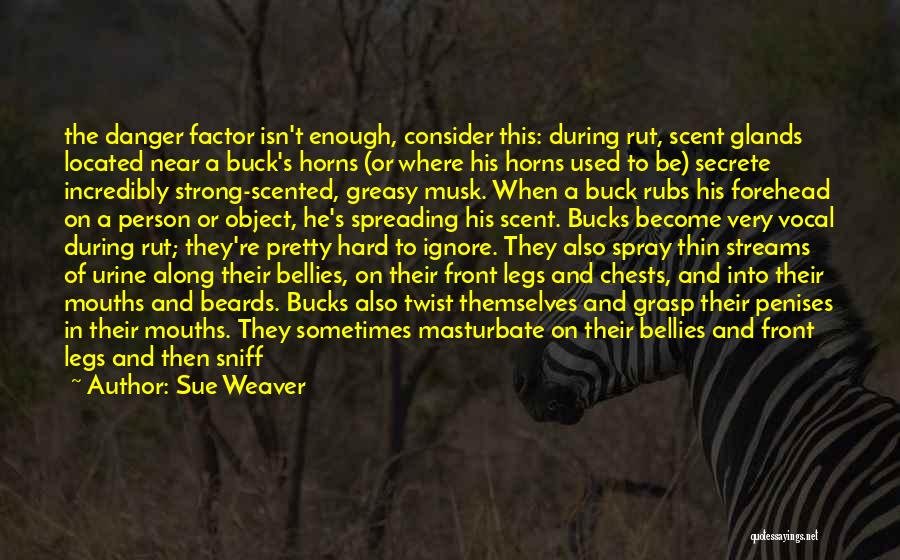 Sue Weaver Quotes: The Danger Factor Isn't Enough, Consider This: During Rut, Scent Glands Located Near A Buck's Horns (or Where His Horns