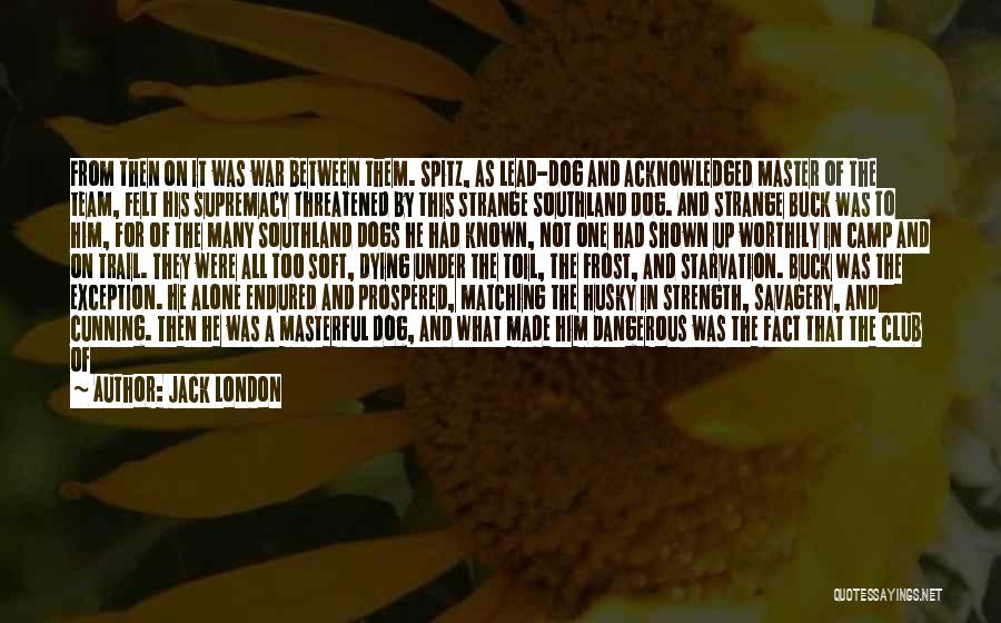 Jack London Quotes: From Then On It Was War Between Them. Spitz, As Lead-dog And Acknowledged Master Of The Team, Felt His Supremacy