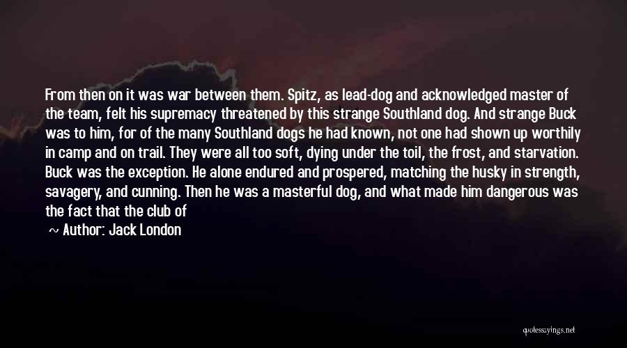 Jack London Quotes: From Then On It Was War Between Them. Spitz, As Lead-dog And Acknowledged Master Of The Team, Felt His Supremacy