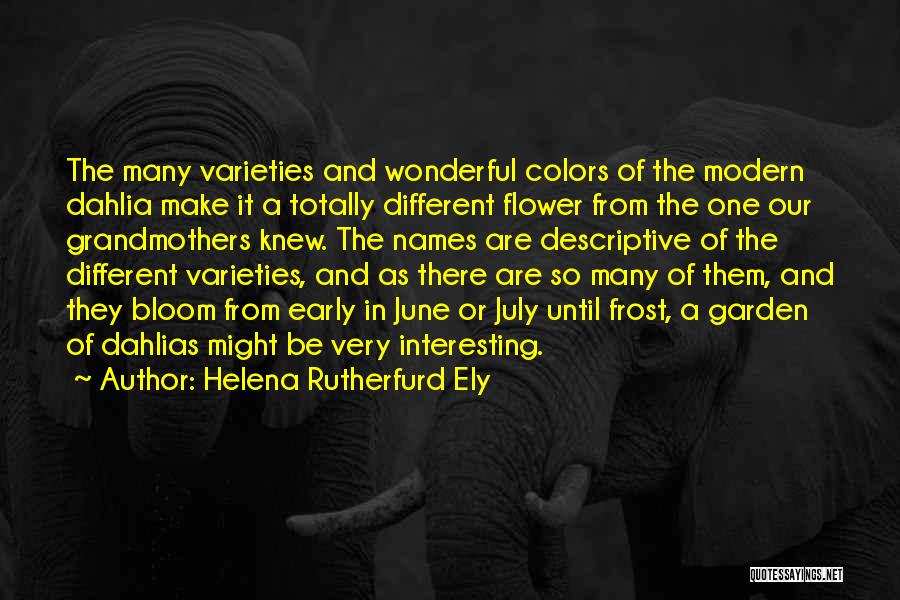 Helena Rutherfurd Ely Quotes: The Many Varieties And Wonderful Colors Of The Modern Dahlia Make It A Totally Different Flower From The One Our