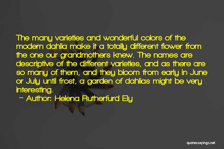 Helena Rutherfurd Ely Quotes: The Many Varieties And Wonderful Colors Of The Modern Dahlia Make It A Totally Different Flower From The One Our