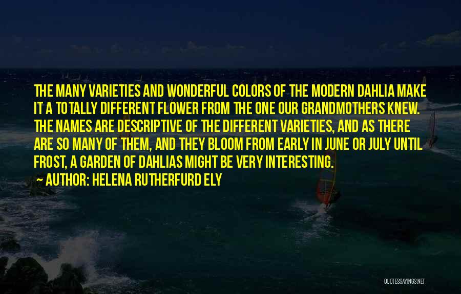 Helena Rutherfurd Ely Quotes: The Many Varieties And Wonderful Colors Of The Modern Dahlia Make It A Totally Different Flower From The One Our