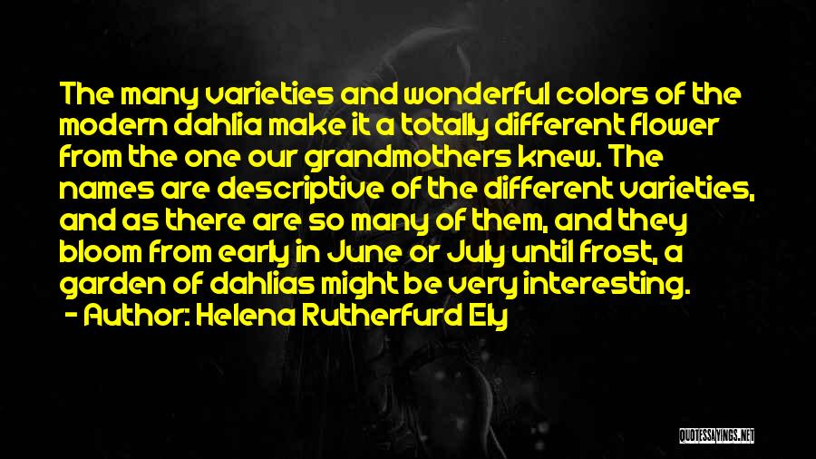 Helena Rutherfurd Ely Quotes: The Many Varieties And Wonderful Colors Of The Modern Dahlia Make It A Totally Different Flower From The One Our