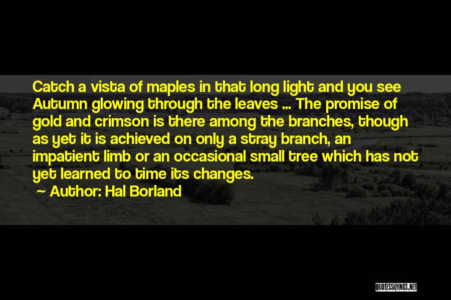 Hal Borland Quotes: Catch A Vista Of Maples In That Long Light And You See Autumn Glowing Through The Leaves ... The Promise