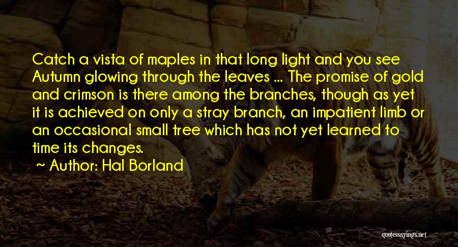 Hal Borland Quotes: Catch A Vista Of Maples In That Long Light And You See Autumn Glowing Through The Leaves ... The Promise