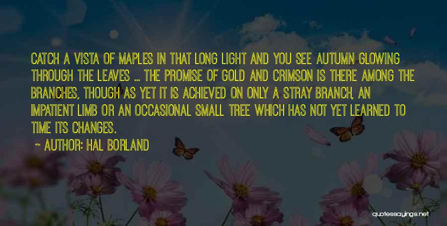 Hal Borland Quotes: Catch A Vista Of Maples In That Long Light And You See Autumn Glowing Through The Leaves ... The Promise