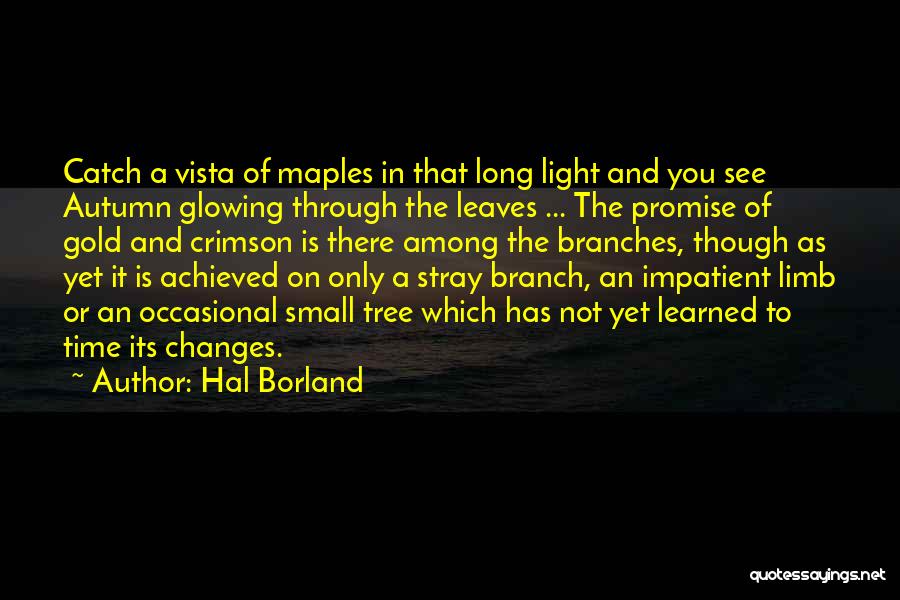 Hal Borland Quotes: Catch A Vista Of Maples In That Long Light And You See Autumn Glowing Through The Leaves ... The Promise