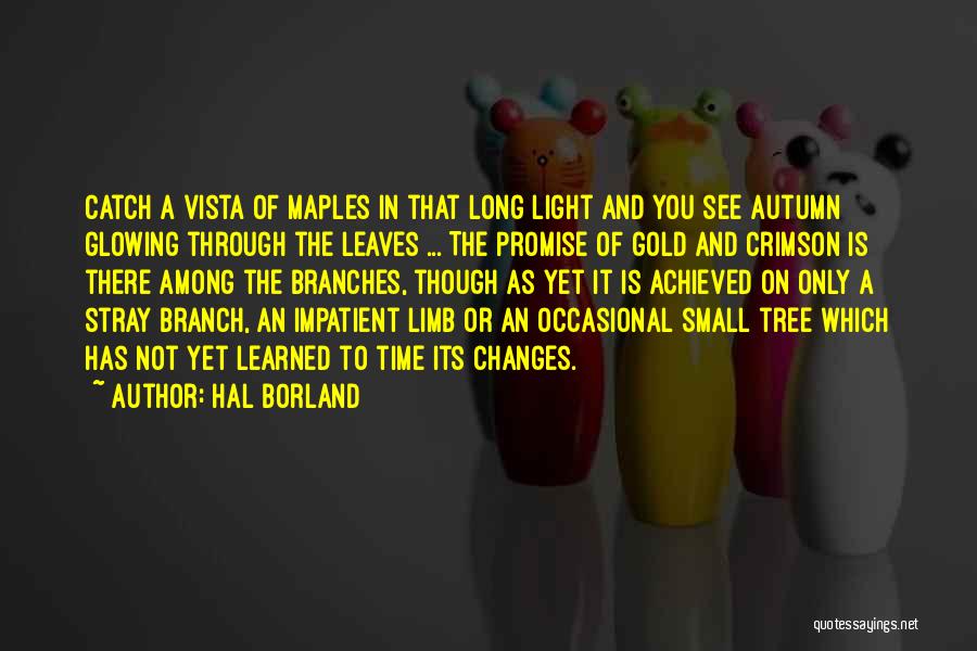 Hal Borland Quotes: Catch A Vista Of Maples In That Long Light And You See Autumn Glowing Through The Leaves ... The Promise