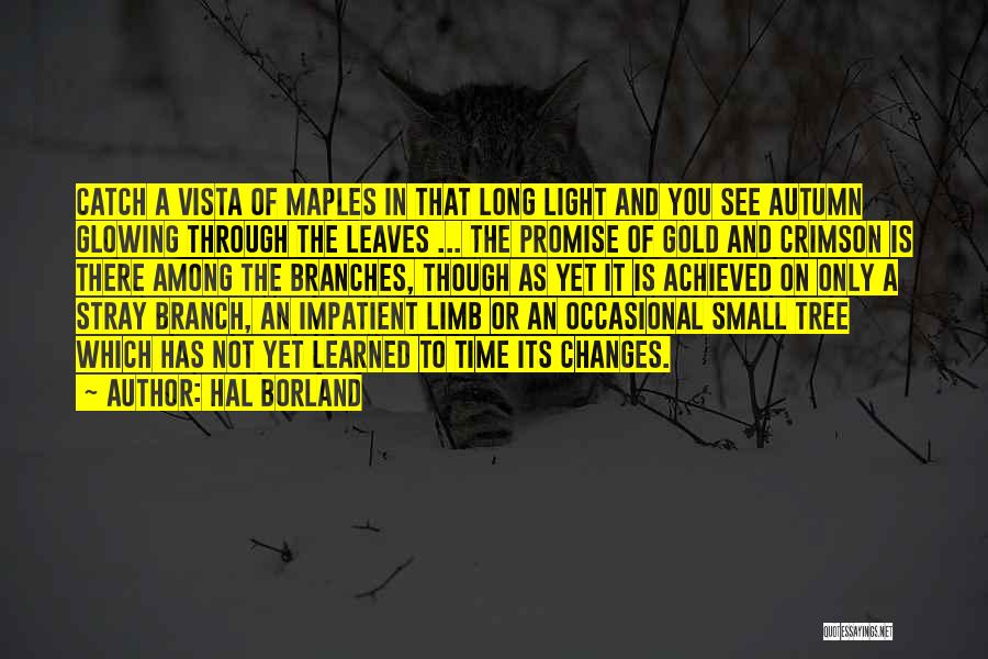 Hal Borland Quotes: Catch A Vista Of Maples In That Long Light And You See Autumn Glowing Through The Leaves ... The Promise