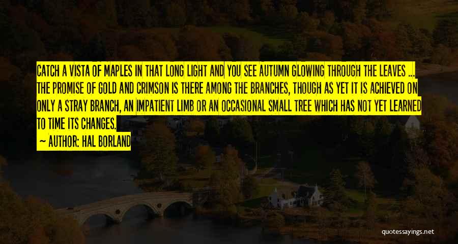 Hal Borland Quotes: Catch A Vista Of Maples In That Long Light And You See Autumn Glowing Through The Leaves ... The Promise