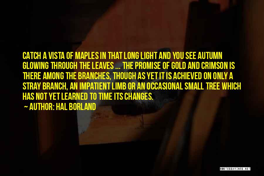 Hal Borland Quotes: Catch A Vista Of Maples In That Long Light And You See Autumn Glowing Through The Leaves ... The Promise