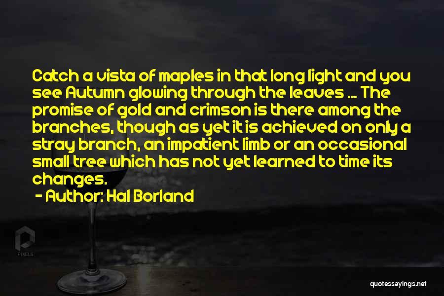 Hal Borland Quotes: Catch A Vista Of Maples In That Long Light And You See Autumn Glowing Through The Leaves ... The Promise