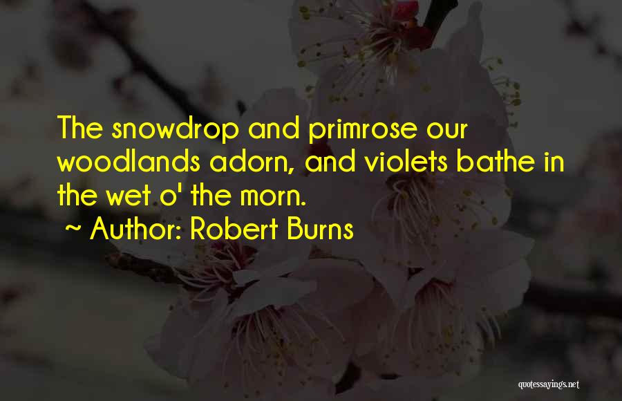 Robert Burns Quotes: The Snowdrop And Primrose Our Woodlands Adorn, And Violets Bathe In The Wet O' The Morn.