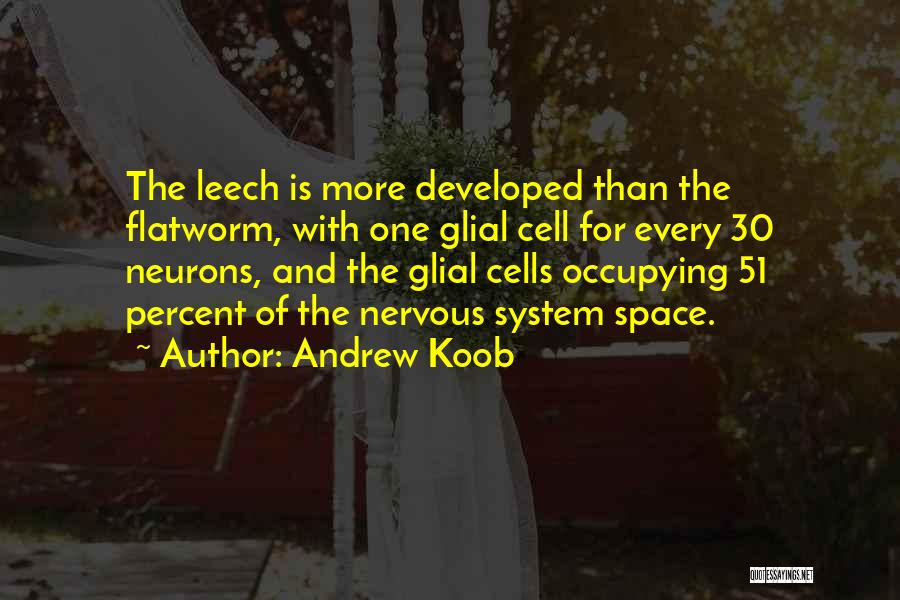 Andrew Koob Quotes: The Leech Is More Developed Than The Flatworm, With One Glial Cell For Every 30 Neurons, And The Glial Cells