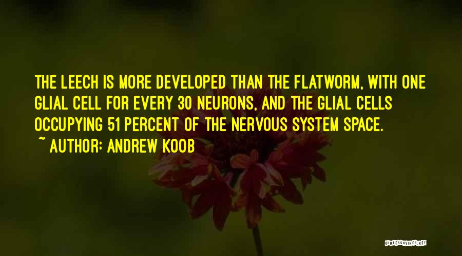 Andrew Koob Quotes: The Leech Is More Developed Than The Flatworm, With One Glial Cell For Every 30 Neurons, And The Glial Cells