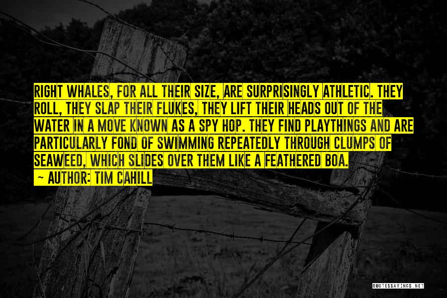 Tim Cahill Quotes: Right Whales, For All Their Size, Are Surprisingly Athletic. They Roll, They Slap Their Flukes, They Lift Their Heads Out