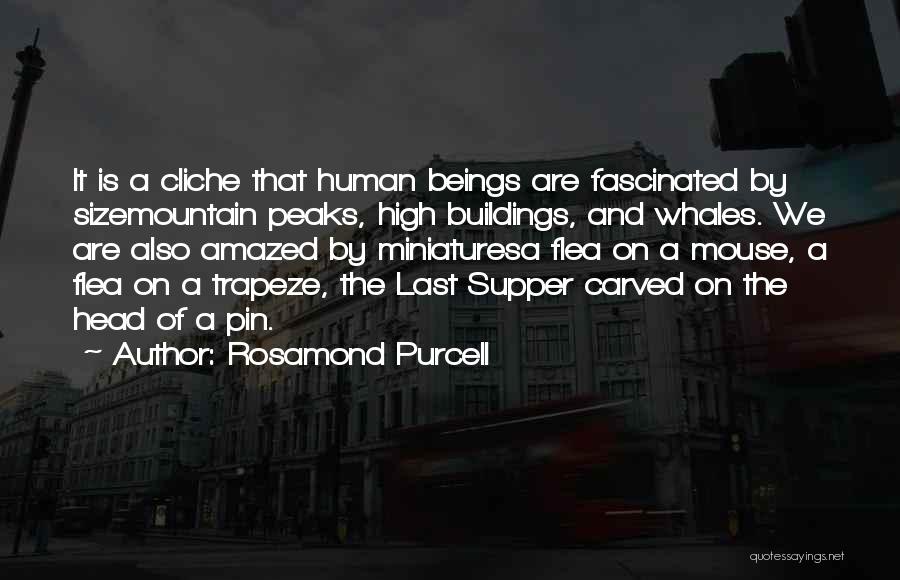 Rosamond Purcell Quotes: It Is A Cliche That Human Beings Are Fascinated By Sizemountain Peaks, High Buildings, And Whales. We Are Also Amazed