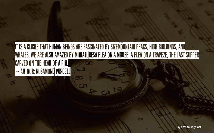 Rosamond Purcell Quotes: It Is A Cliche That Human Beings Are Fascinated By Sizemountain Peaks, High Buildings, And Whales. We Are Also Amazed