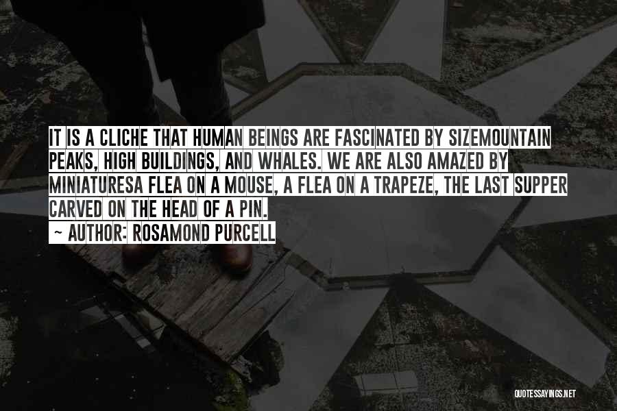 Rosamond Purcell Quotes: It Is A Cliche That Human Beings Are Fascinated By Sizemountain Peaks, High Buildings, And Whales. We Are Also Amazed