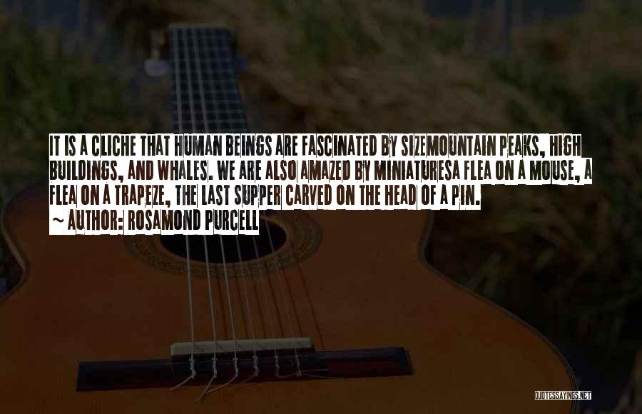 Rosamond Purcell Quotes: It Is A Cliche That Human Beings Are Fascinated By Sizemountain Peaks, High Buildings, And Whales. We Are Also Amazed