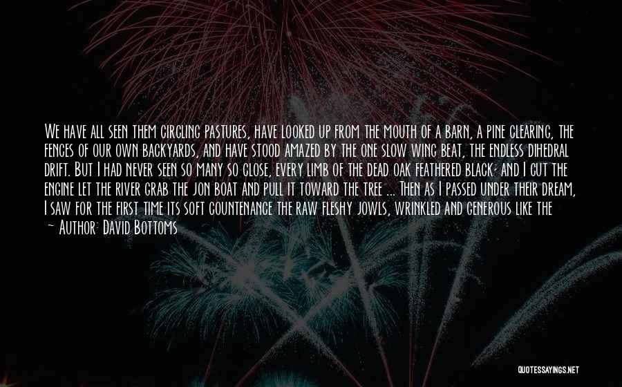 David Bottoms Quotes: We Have All Seen Them Circling Pastures, Have Looked Up From The Mouth Of A Barn, A Pine Clearing, The