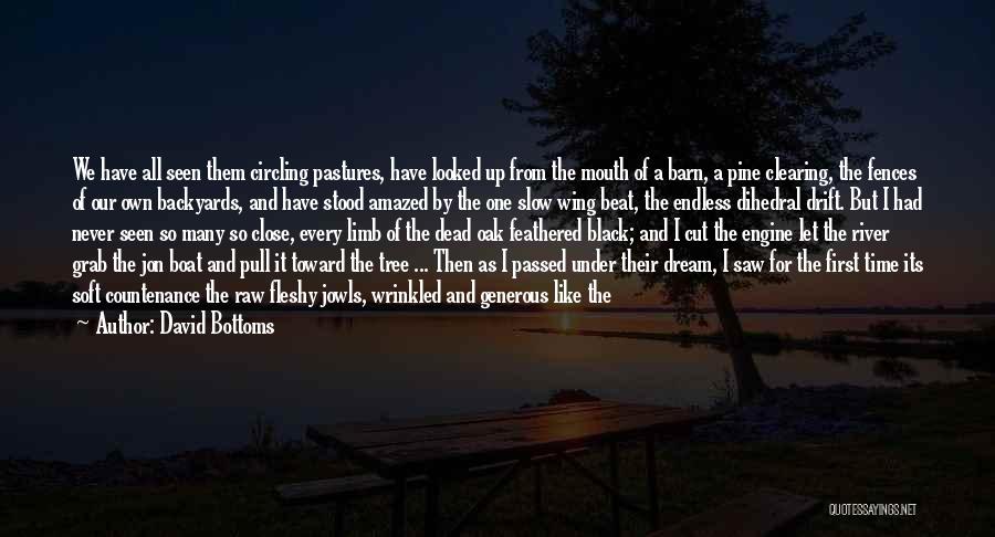 David Bottoms Quotes: We Have All Seen Them Circling Pastures, Have Looked Up From The Mouth Of A Barn, A Pine Clearing, The