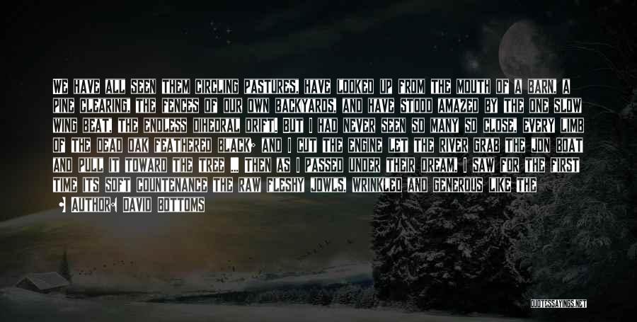 David Bottoms Quotes: We Have All Seen Them Circling Pastures, Have Looked Up From The Mouth Of A Barn, A Pine Clearing, The