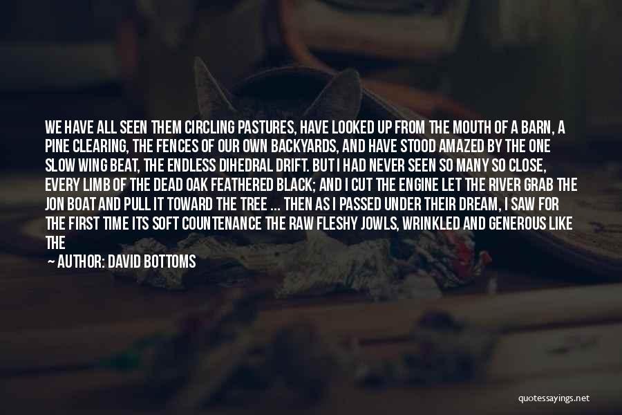 David Bottoms Quotes: We Have All Seen Them Circling Pastures, Have Looked Up From The Mouth Of A Barn, A Pine Clearing, The